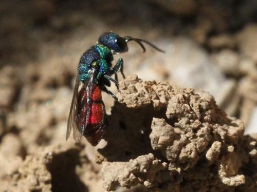 Pseudochrysis neglecta